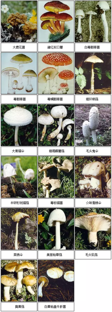 小编教你辨别几种常见的毒蘑菇