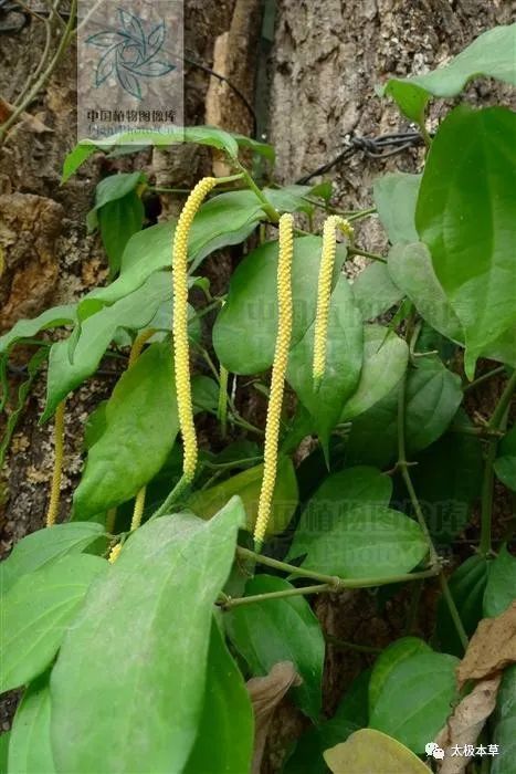 爬岩香见过吗祛风湿强腰膝治风湿痛腰膝无力