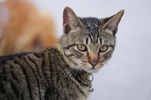 体重一样的情况，猫能否击败老虎吗？看完恍然大悟