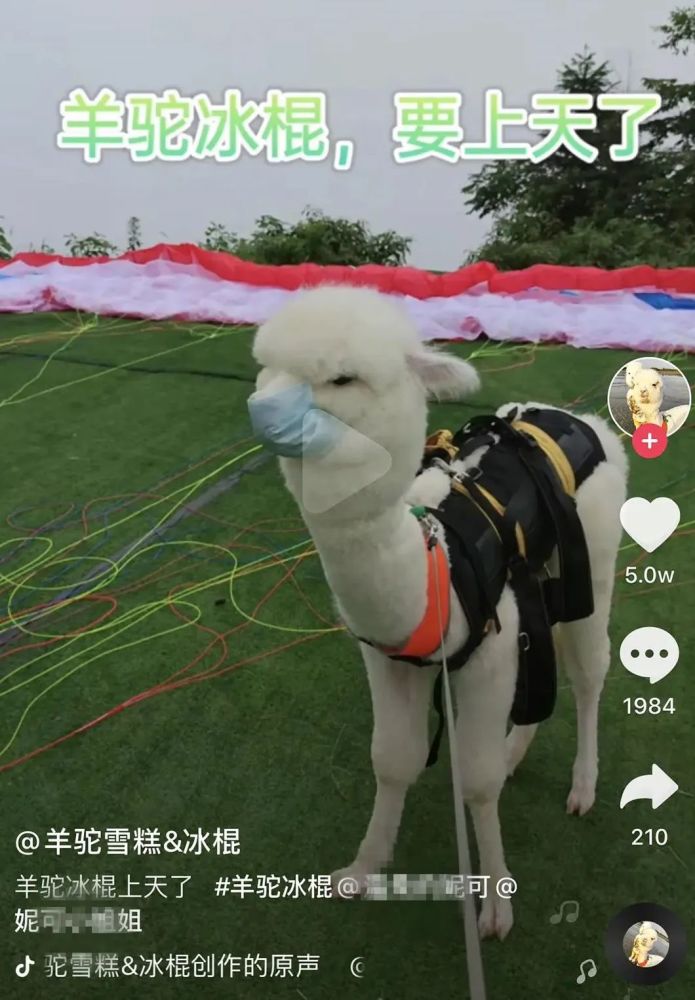 萌宠网红？你们是虐宠网红吧