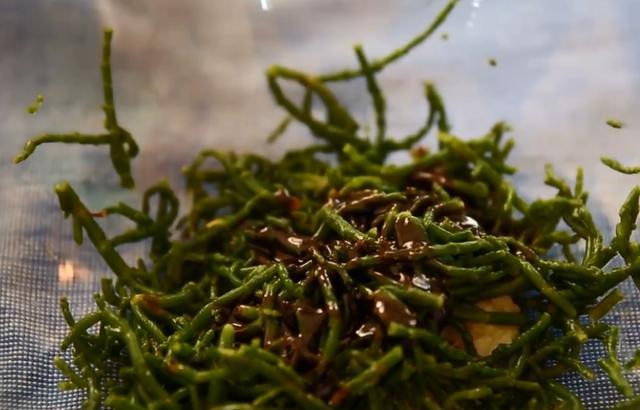 很多人管它叫海菜豆,听名字好像是生长在海里的,但是它