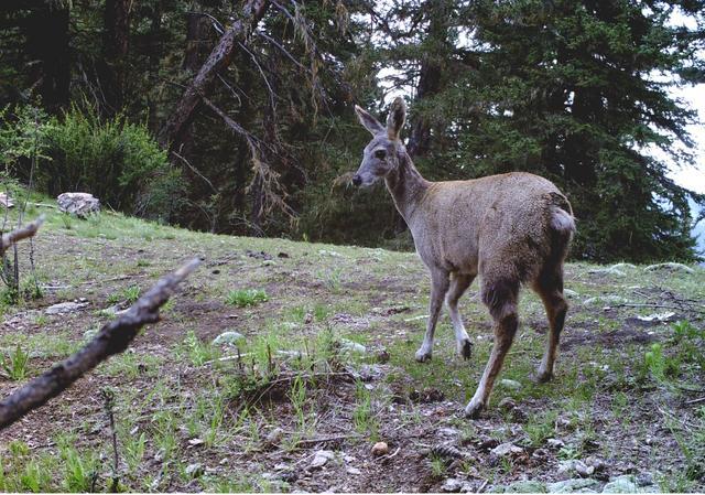 昌都市洛隆县的马麝(moschus chrysogaster),国家一级保护野生动物.