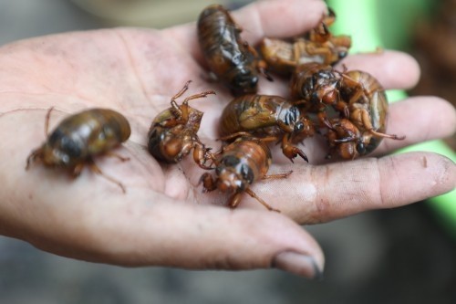 河南这种"虫子"每到夏天就被人惦记,8毛钱一个却总能引人抢购