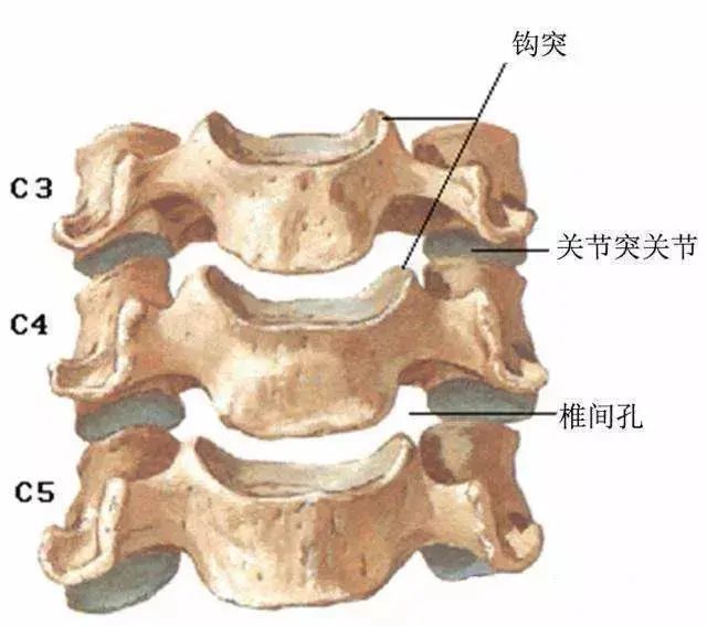 颈椎活动受限,肌肉紧张-您的颈椎可能需要矫正