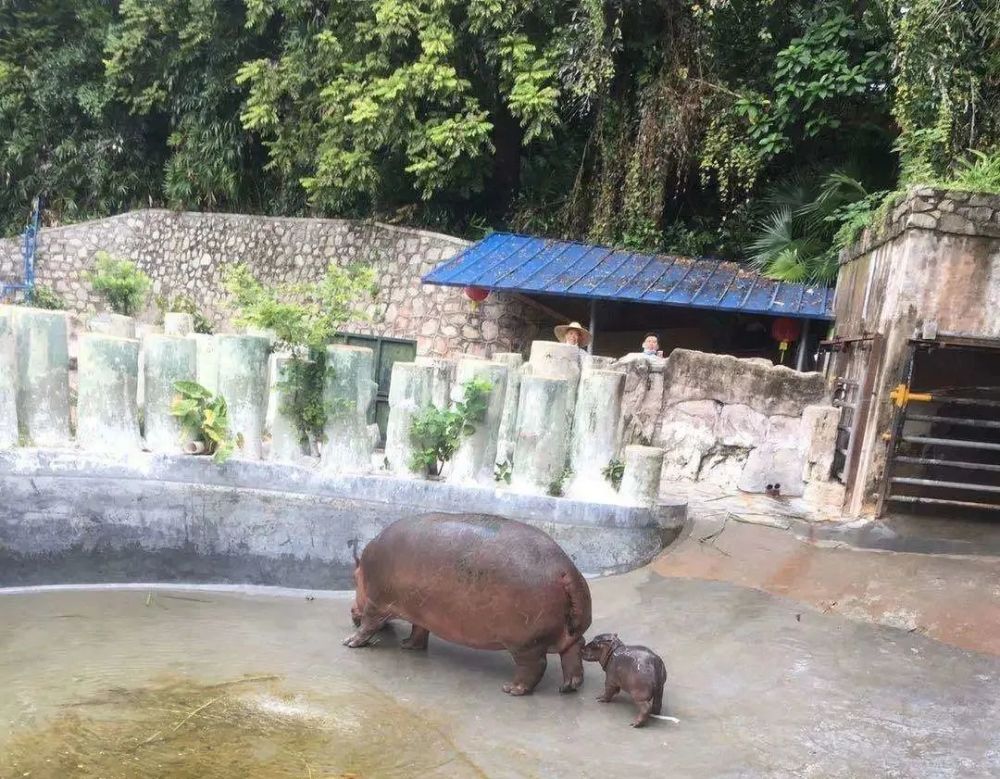 广州动物园河马园 新出生了一只河马宝宝 由于刚好在8月1日出生