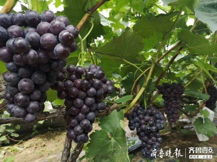 枣庄这里有个葡萄种植基地,年产100余吨,农户年入60万元