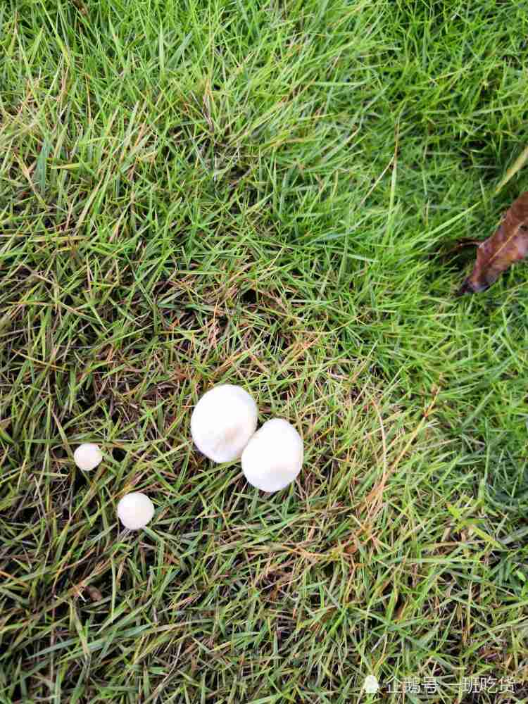 雨后草地长的蘑菇,看到这几种千万别碰,有毒