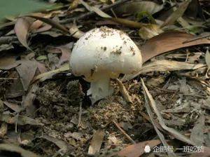 雨后草地长的蘑菇,看到这几种千万别碰,有毒