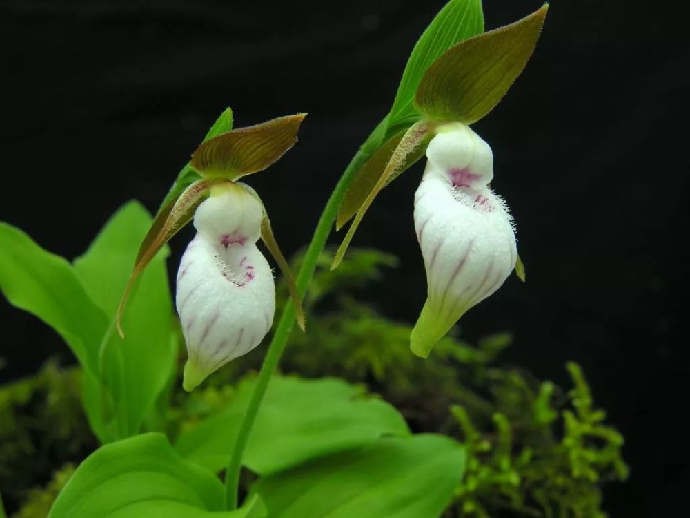 探寻女神之花—中国杓兰属植物小记