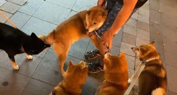 路遇4只狗狗太害怕，胆小柴犬一头钻到主人裤裆下，太丢人了