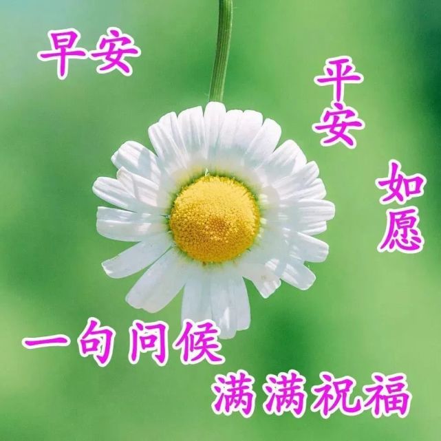 8月4最新早上好祝福问候短信 早晨祝福唯美图片温馨