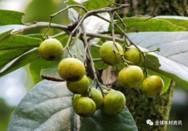 果树 2 据中木商网了解,冰粉树是一年生的茄科植物,在春夏之交结果