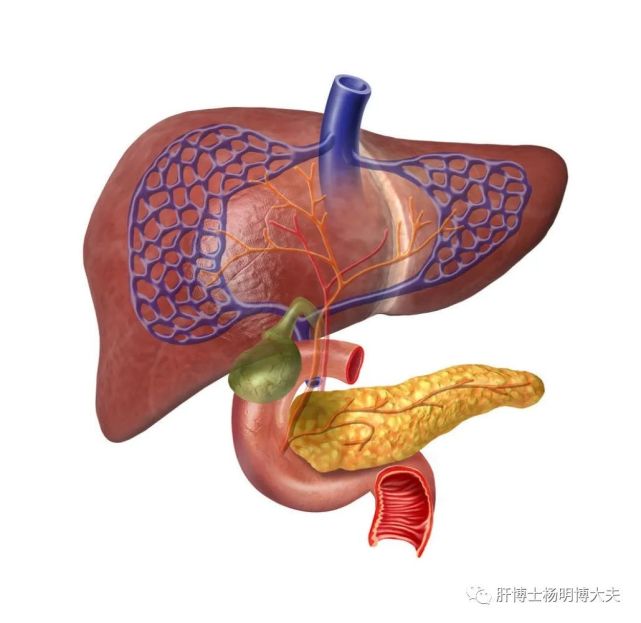 对于部分慢性hbv感染者来说,即使不存在肝硬化,也有发生肝癌的风险.