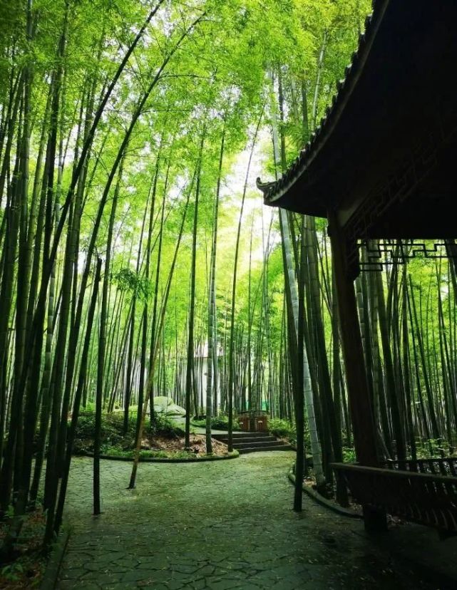 走入一片茂盛的竹林 这里是国家森林公园——永川茶山竹海 三万亩茶园