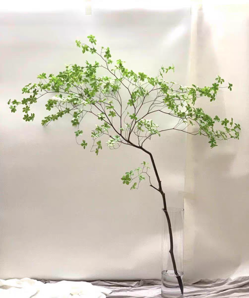 日本吊钟花:植物界的爱马仕