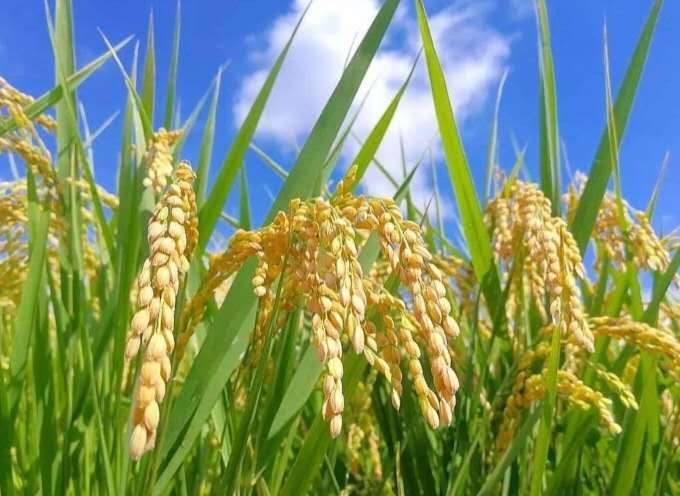 济宁最低调的一个县，历史悠久但却默默无闻