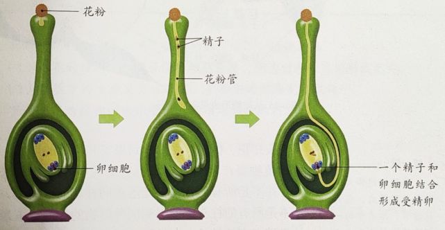 花粉落到柱头上以后,在柱头上黏液的刺激下开始萌发,长出花粉管.
