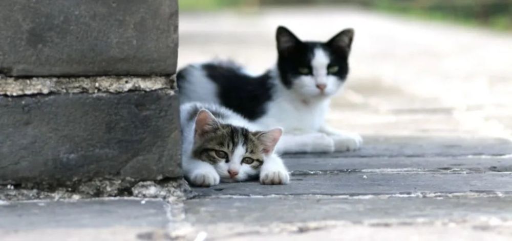 当我们遇到流浪猫时，怎样帮助它们才是正确的打开方式？