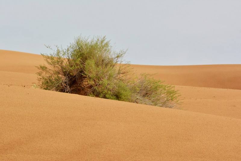 第一次来内蒙阿拉善欣赏沙漠世界，入住大漠庄园感受不一样的风景