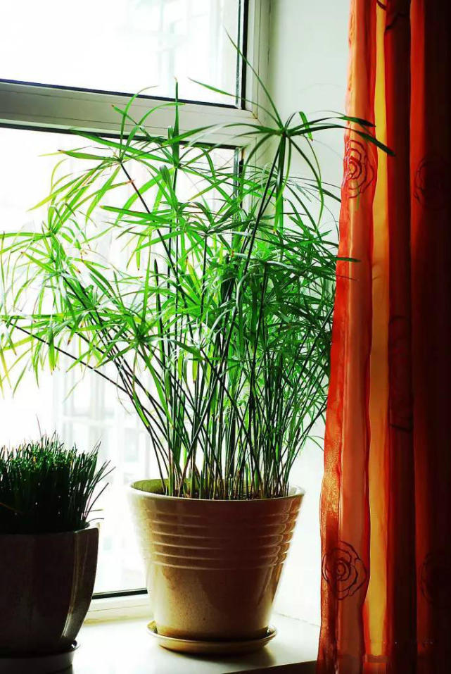 水竹也叫台湾竹,伞竹,是一种喜水耐阴的植物,它经常被养成水石盆景