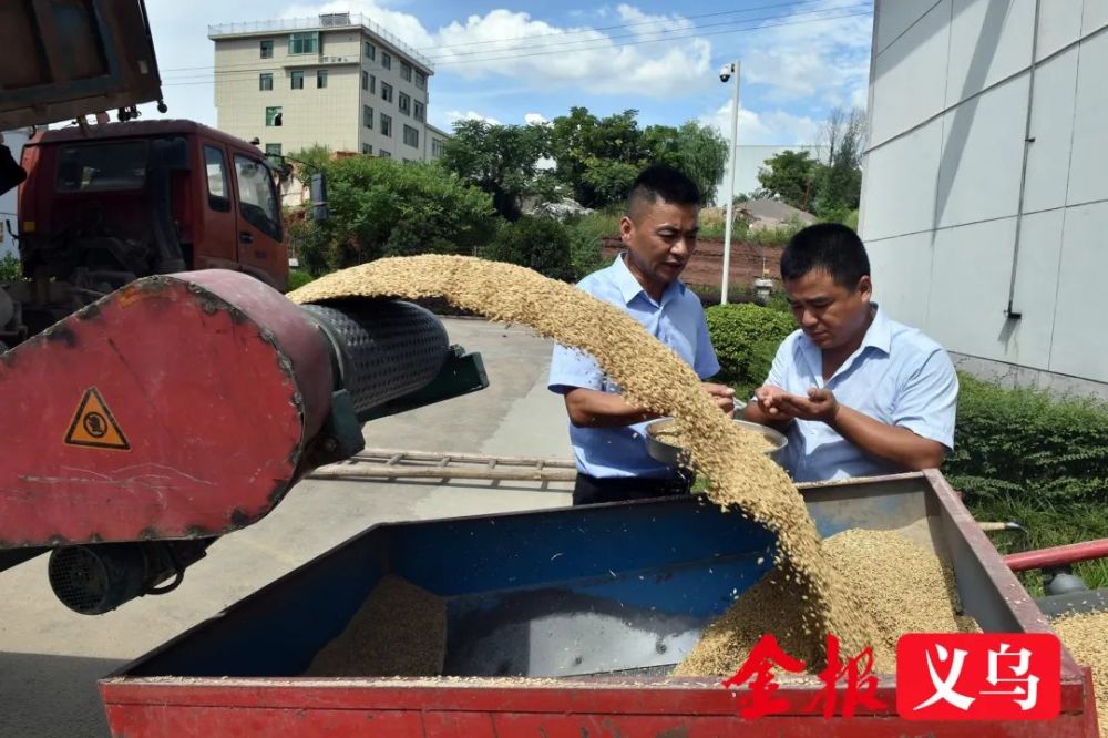 8月3日,记者在义乌市粮食收储有限公司中心粮库看到,来自义乌各地的