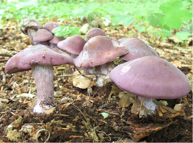 荒野维生野菜系列紫丁香蘑
