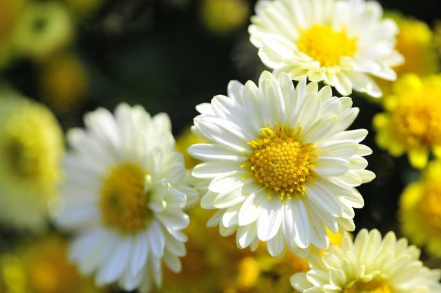 日本的国花是什么?是樱花吗?其实她才是日本人最喜欢的花