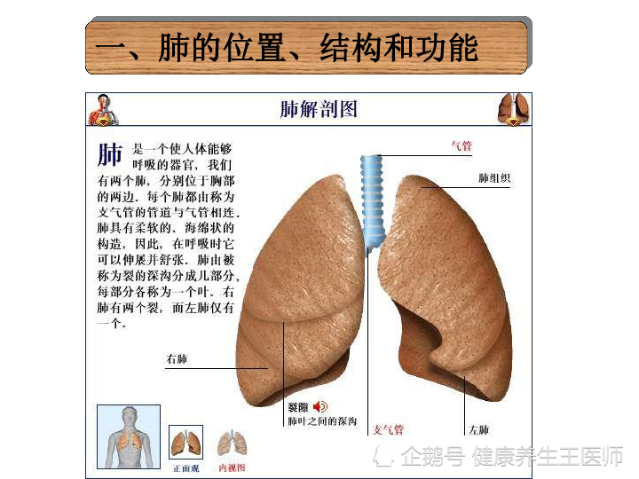 人体健康之呼吸运动