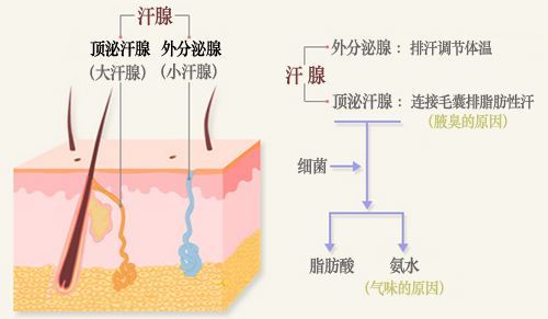 狐臭是怎么产生的真是大汗腺惹的祸吗4种方法去狐臭