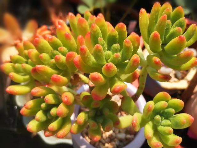 3种美貌与香气并存的多肉,八月这样养护,最快九月就会出状态