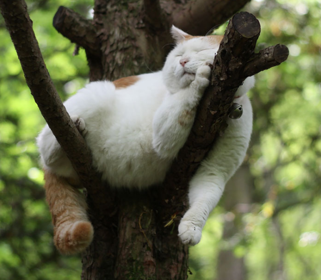 图六:一只能在两根树杈之间趴着睡觉的猫咪,真怕这货在睡熟之后从上面
