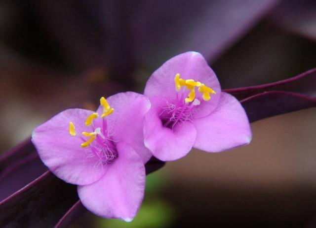 紫竹梅怎么养?做好几点,叶子比花还美,还能一盆变多盆