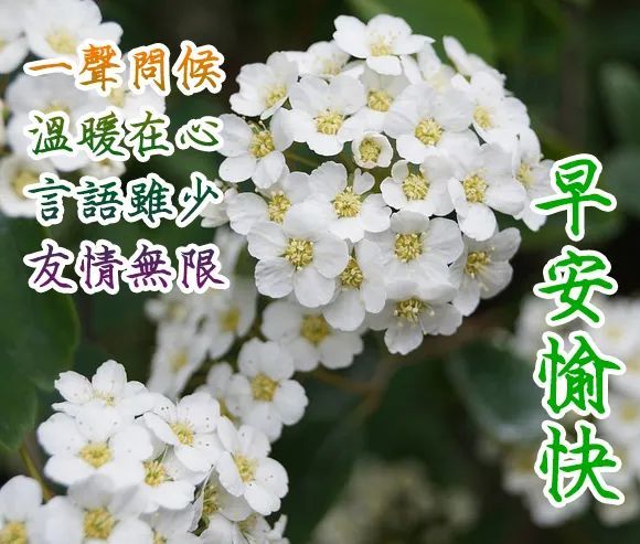 每日早安问候语早晨问候语句