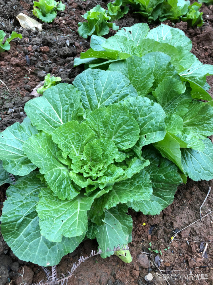 种植大白菜,在大白菜进入莲座期的时候,需要怎样做?