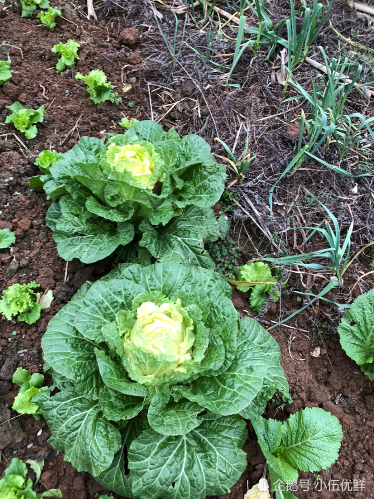 种植大白菜,在大白菜进入莲座期的时候,需要怎样做?