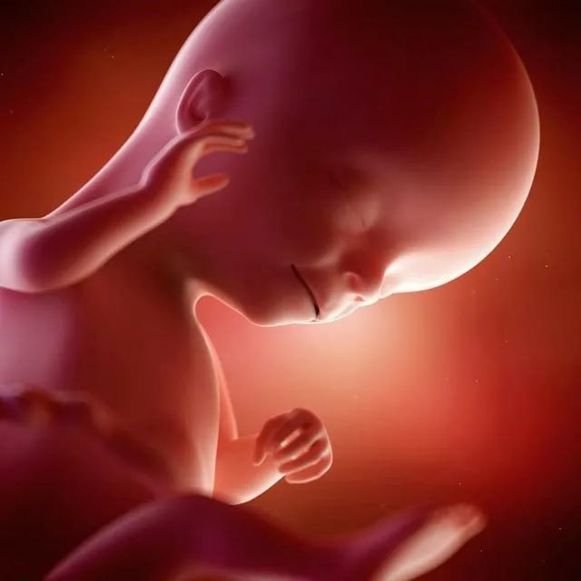 怀孕后,胎儿十个月的发育过程,生命真的很神奇,生而为人需了解