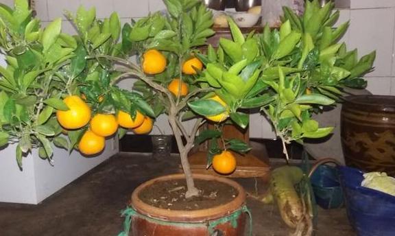 室内盆栽橘子树:自带香味!做好5点,越长越旺,还能开花
