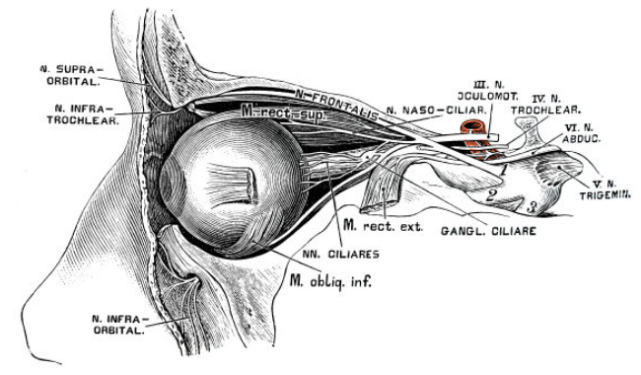 hereditary optic neuropathy,lhon)的发生是由于视网膜神经细胞死亡