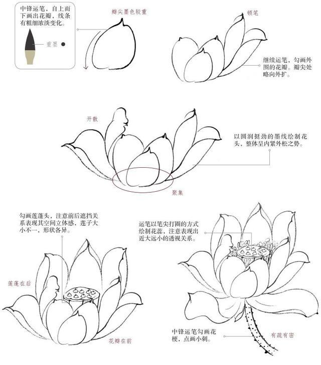 从花头到荷叶,分步骤讲解,学会画荷花很简单