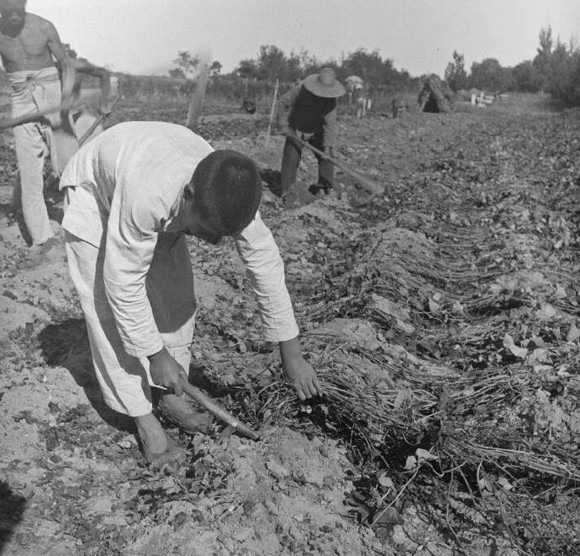 1933到1946年期间农忙生活老照片