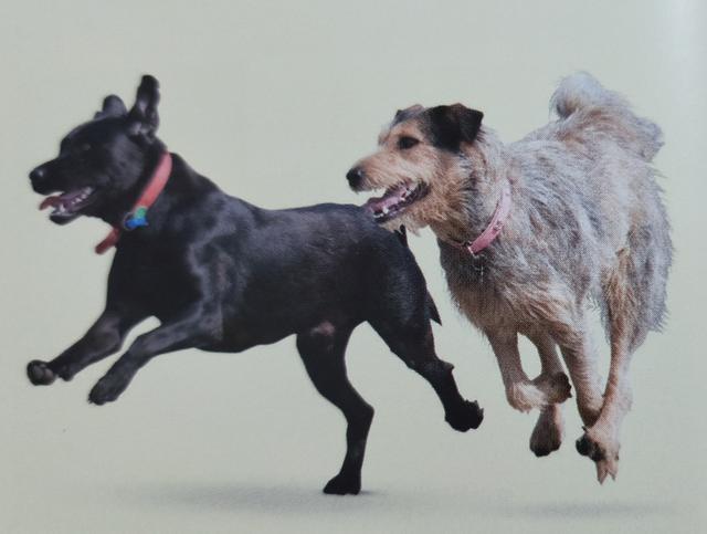 犬类从野生肉食动物进化为家庭宠物的过程深受人类干预的影响,人们仅