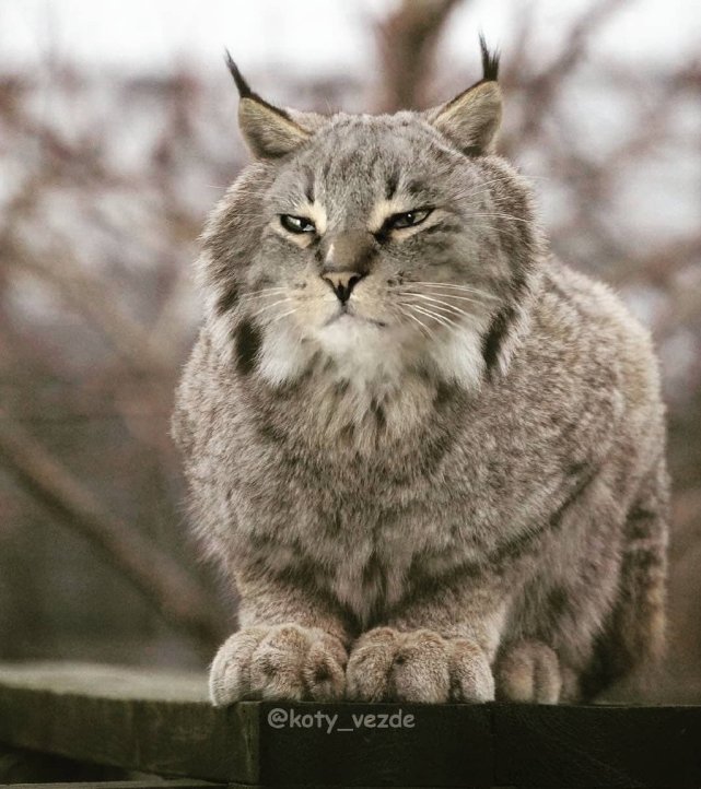 把猫头p在动物身上,居然毫无违和感?