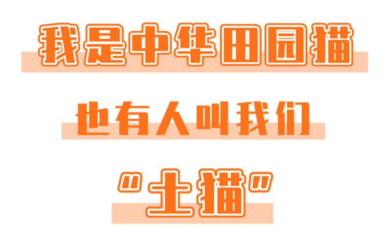 中国土猫：“不是猫土，是你土！”