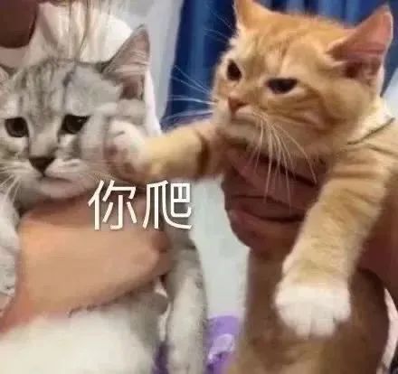 壁纸 动物 猫 猫咪 小猫 桌面 440_414