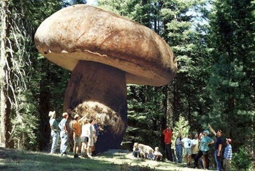 世界上最大的蘑菇,也是世界上最大的生物