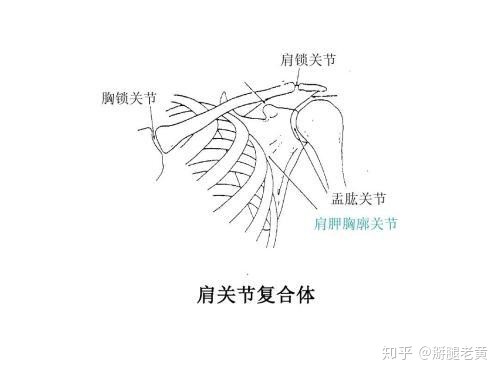 肩关节怎么那么爱脱位?脱位怎么治疗效果好?答案在这里!