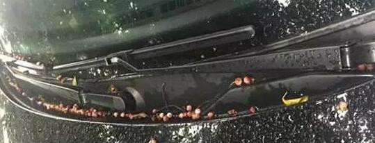 立秋快给爱车“贴秋膘”！不然异响、异味、漏水随时烦你，再想启动都困难
