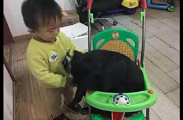 儿子的小车被狗狗坐了，任凭怎么拉都不下来，狗：我也是个宝宝！