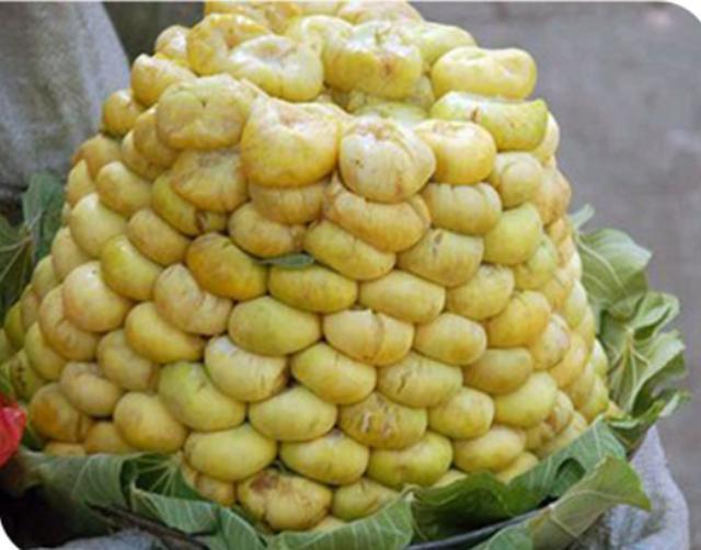 水果中的鸿钧老祖"新疆糖包子",一年采摘3次,6元一个是良心价!