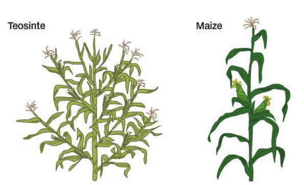 玉米是怎么驯化的?
